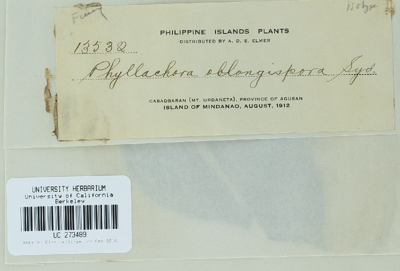 Phyllachora oblongispora image