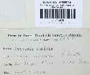 Puccinia caricina var. caricina image