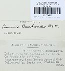 Puccinia baccharidis image