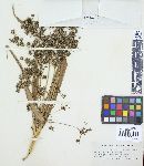 Puccinia macclatchieana image