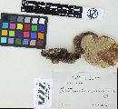 Ganoderma australe image