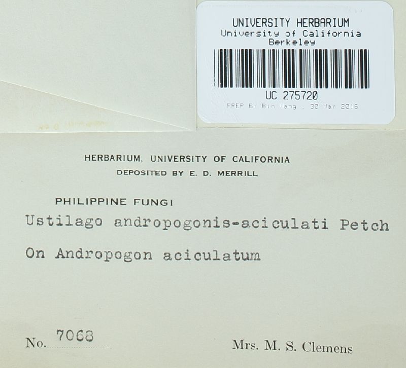 Sorosporium andropogonis-aciculati image