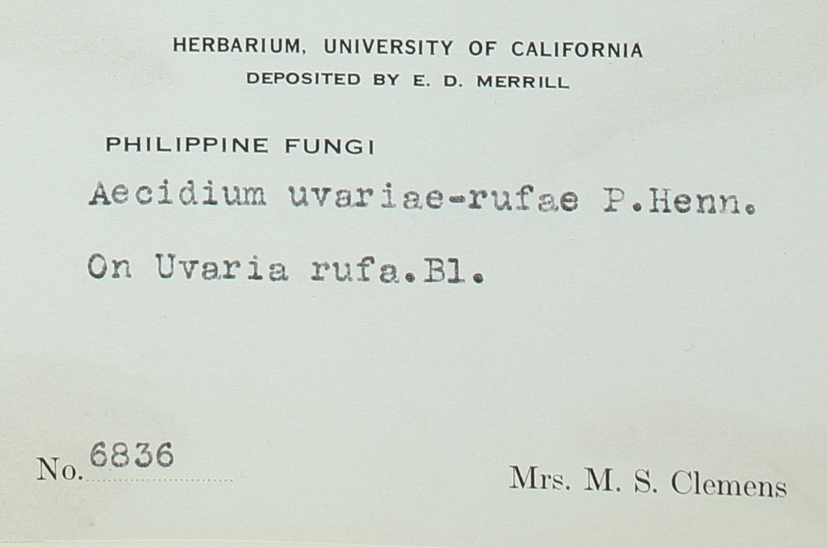 Aecidium uvariae-rufae image