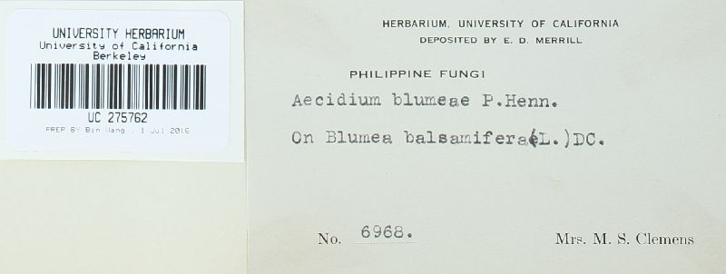 Endophyllum blumeae image