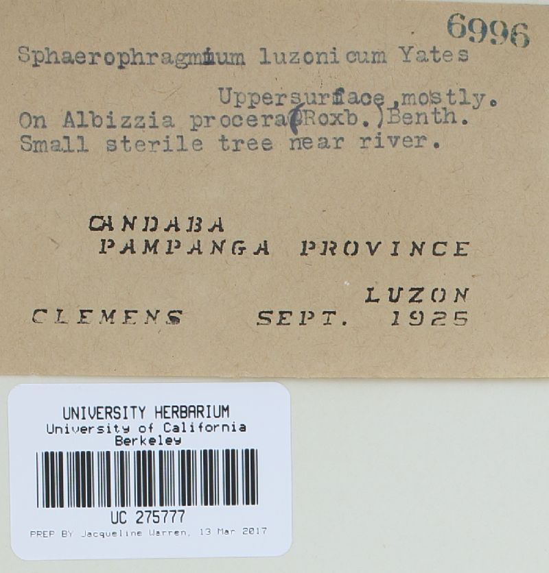 Sphaerophragmium luzonicum image