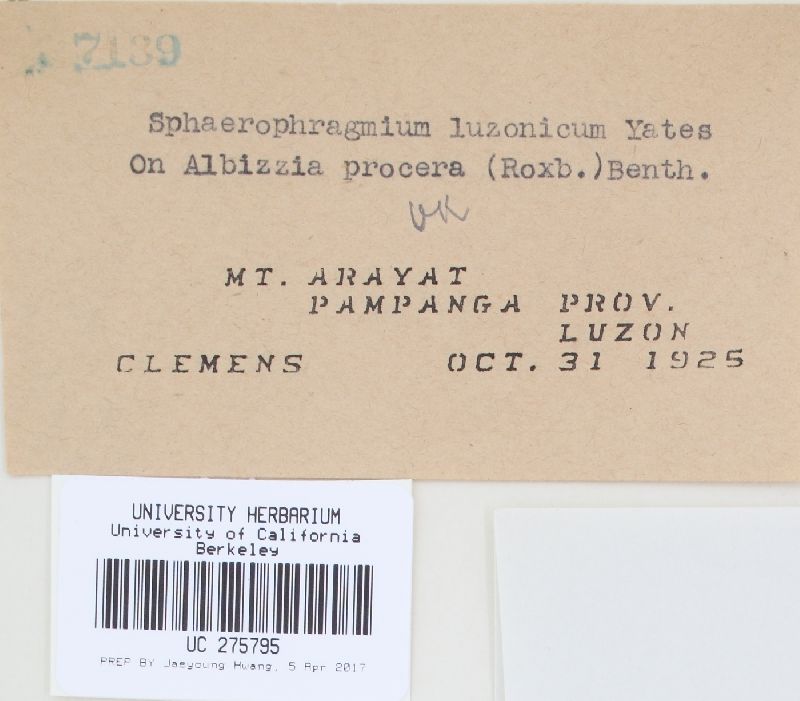 Sphaerophragmium luzonicum image