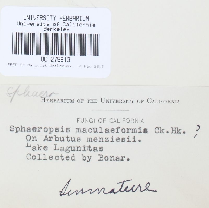 Coleophoma maculiformis image