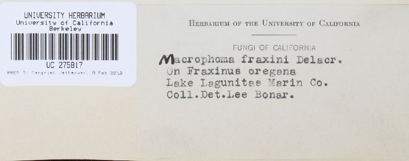 Macrophoma fraxini image