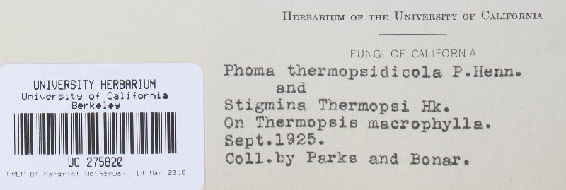 Phoma thermopsidicola image