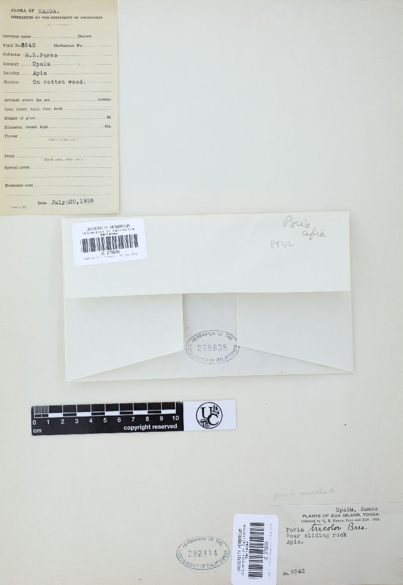 Phellinus tricolor image