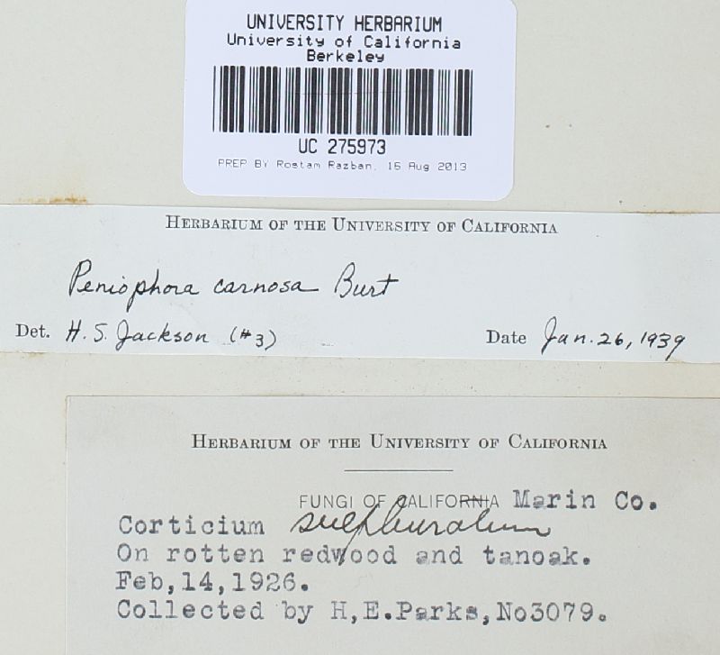Phanerochaete carnosa image