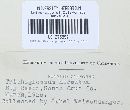 Trichoglossum hirsutum image