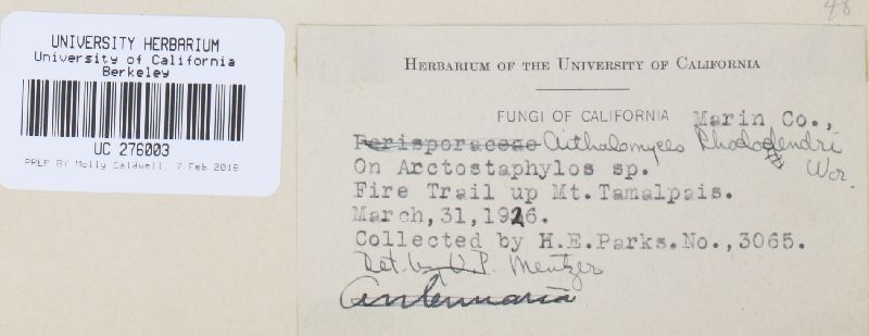 Metacapnodium image