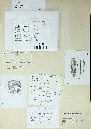 Limacinia multiseptata image