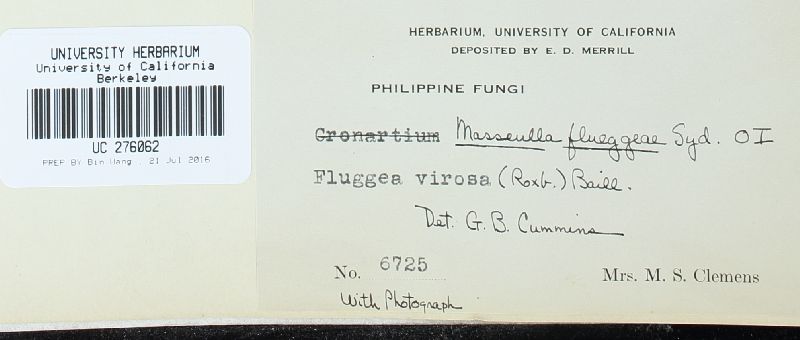 Masseeëlla flueggeae image