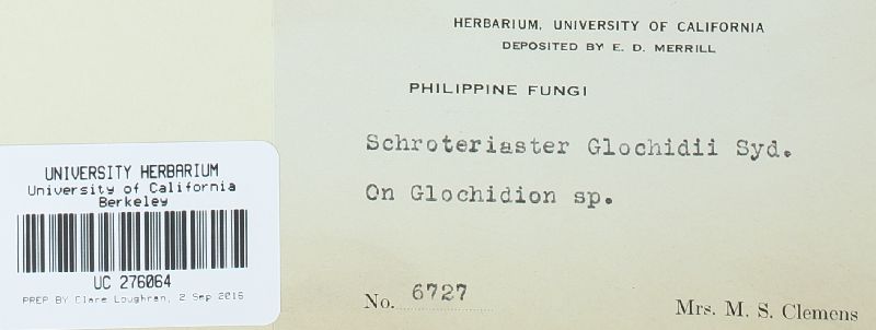 Phakopsora glochidii image