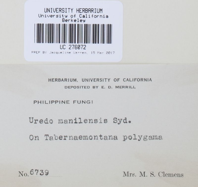 Uredo manilensis image