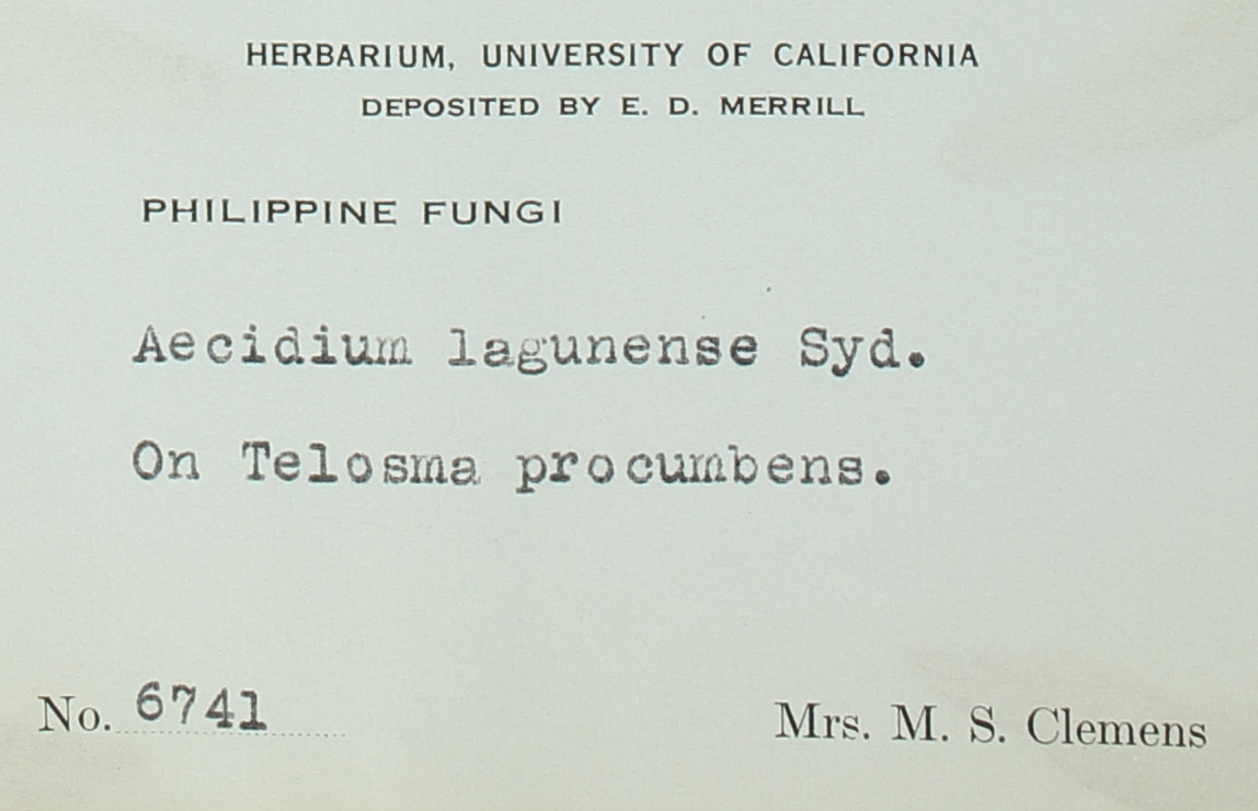 Aecidium lagunense image