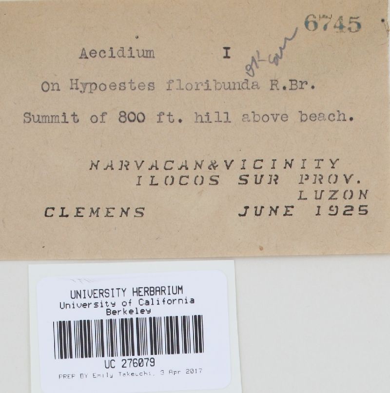 Uredo hypoëstis image