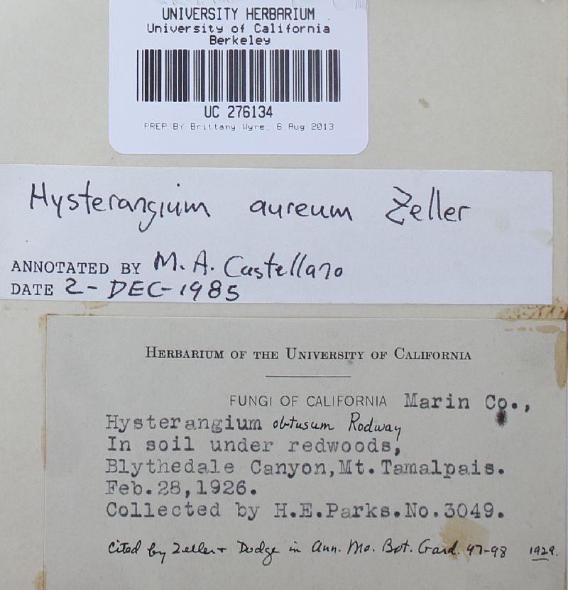 Hysterangium aureum image