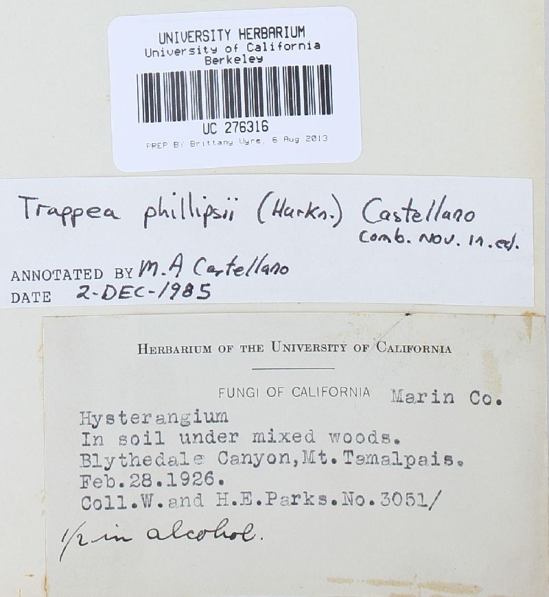 Trappea phillipsii image