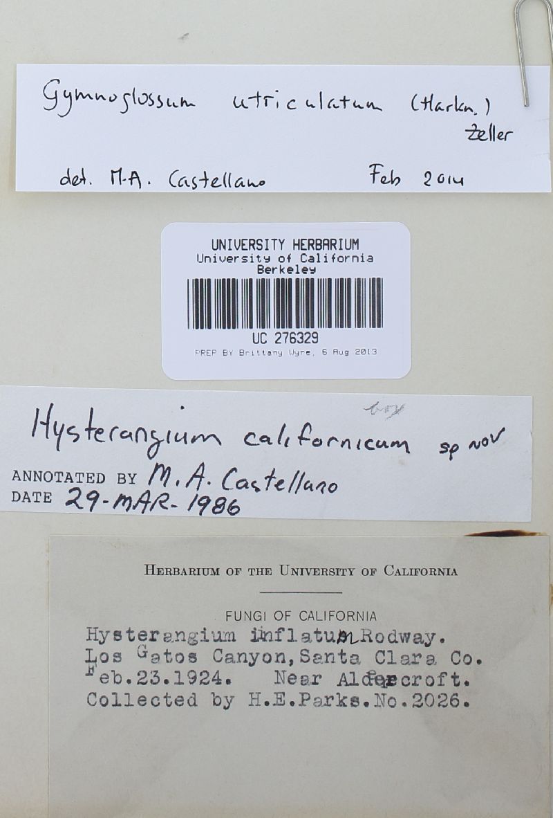 Gymnoglossum utriculatum image