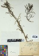 Coleosporium tussilaginis image