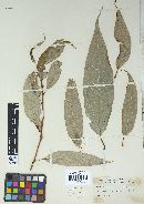 Melampsora paradoxa image