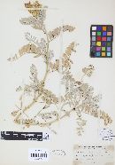 Uromyces pisi-sativi image