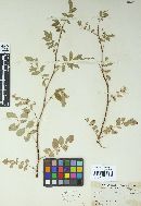 Phragmidium rosae-californicae image