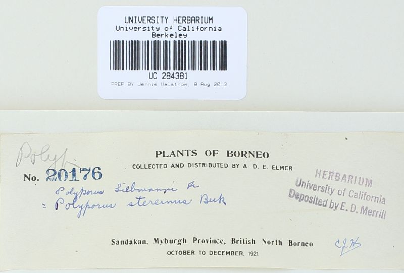 Flaviporus liebmannii image