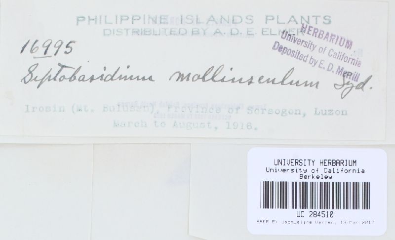 Septobasidium molliusculum image