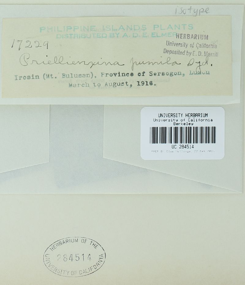 Prillieuxina image