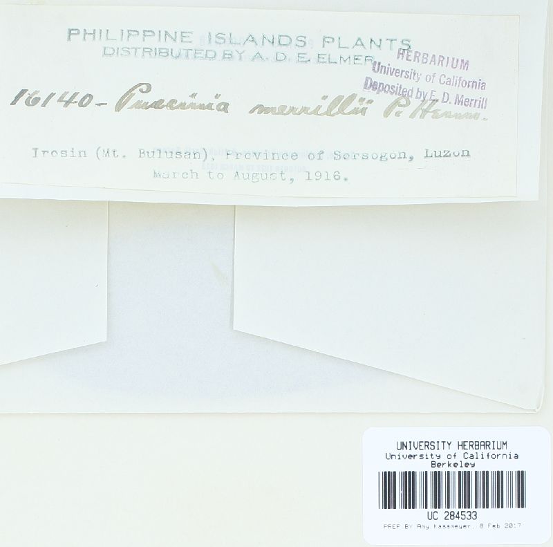 Puccinia merrillii image