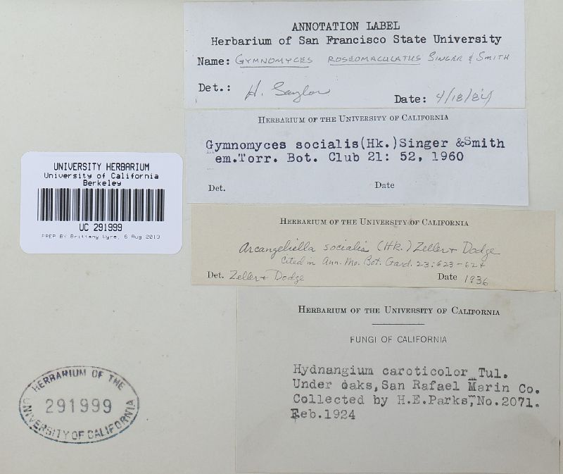 Gymnomyces roseomaculatus image