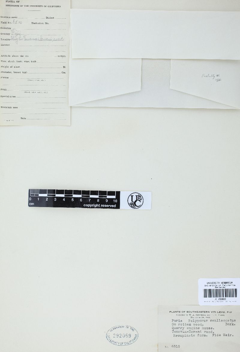 Fomitella rhodophaea image