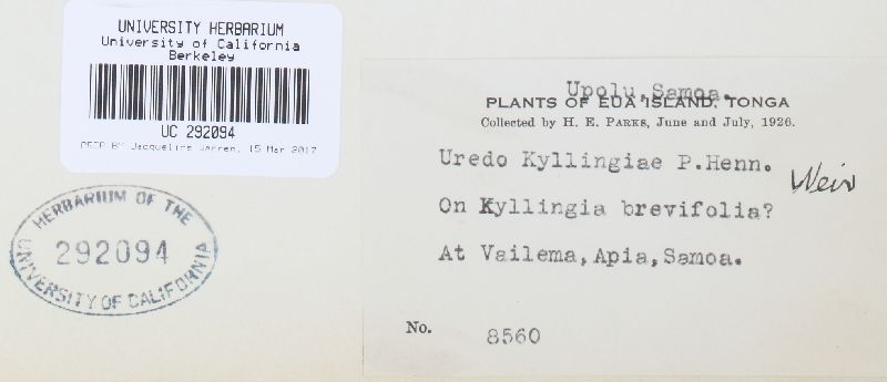 Uredo kyllingae image