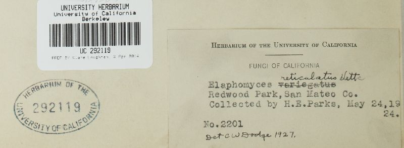 Elaphomyces decipiens image
