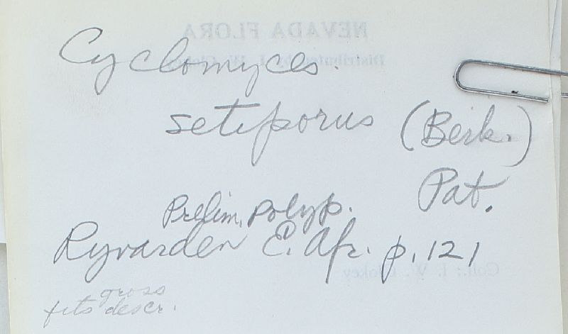 Cyclomyces setiporus image