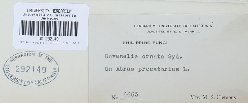 Ravenelia ornata image