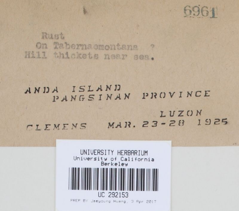 Uredo manilensis image