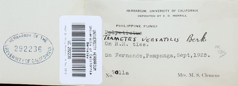 Trichaptum byssogenum image