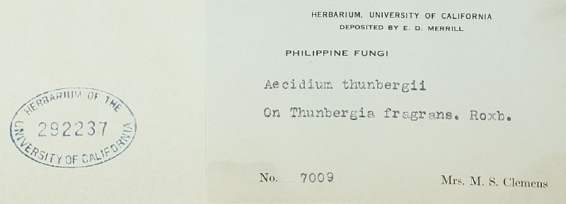 Aecidium thunbergiae-fragrantis image