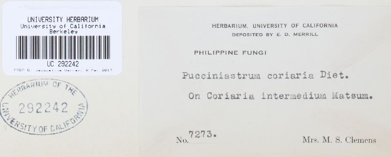 Pucciniastrum coriariae image