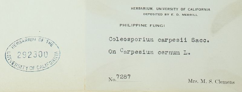 Coleosporium carpesii image