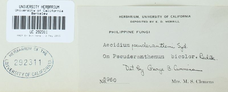Aecidium pseuderanthemi image