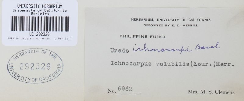 Uredo ichnocarpi image