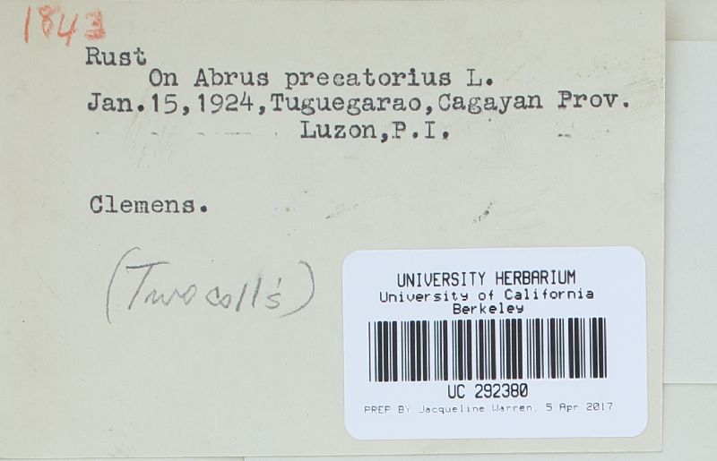 Ravenelia ornata image