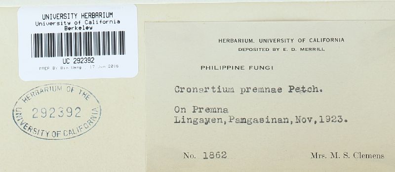 Crossopsora premnae image
