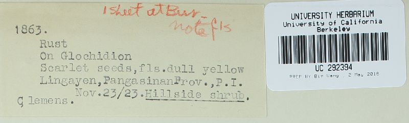 Aecidium innatum image